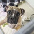 Understanding Animal Cruelty Laws in Indianapolis, Indiana